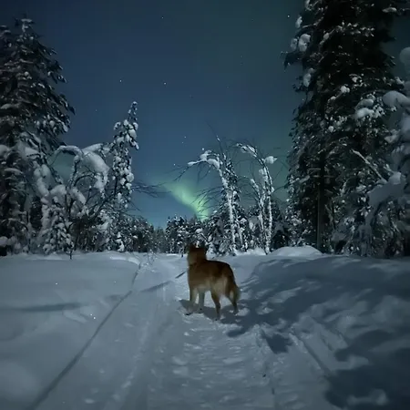 Elves Forest Rovaniemi