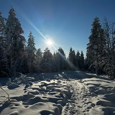 Elves Forest